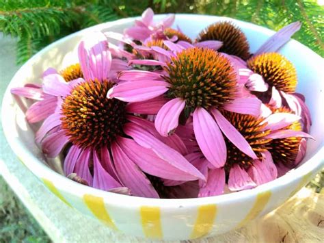 Rukola a jednoduché pěstování doma - Bylinkovo.cz