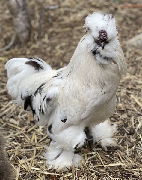 Frizzled Paint Silkie Priscilla Buckaboo Farm