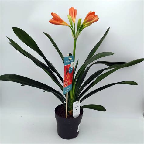 clivia (Not flowering) - Gibral Flora Flowers