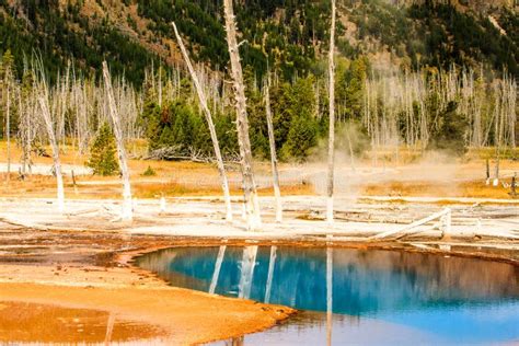 Denuded Trees And Hot Spring Yellowstone N P Stock Image Image Of Park Graham 165047663