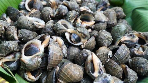 Jenis Jenis Siput Laut / Siput Laut Mendarat Di Pantai Rusila - Alana ...