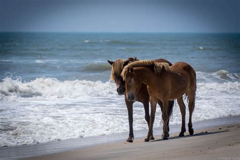 assateague island osv beach day