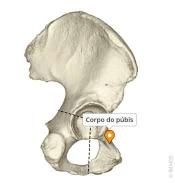 O Que Significa Púbis - Corpo do púbis - e-Anatomy - IMAIOS