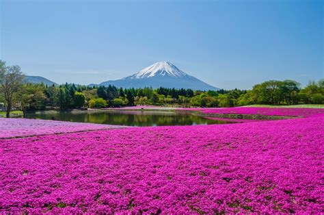 芝桜写真集 – 芝桜 名所 2022 , 芝桜 写真集 – AOYU