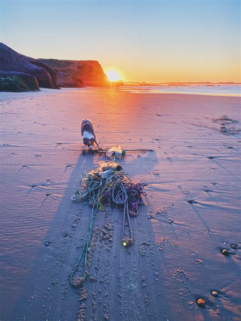 Travel With Your Pet: 10 Dog Friendly Destinations in Europe - Iconic