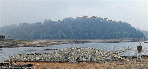 Prehistoric Crocodile Profiles and Pictures
