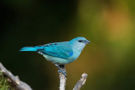 Foto Sanha O De Encontro Azul Thraupis Cyanoptera Por Rafael Barreto