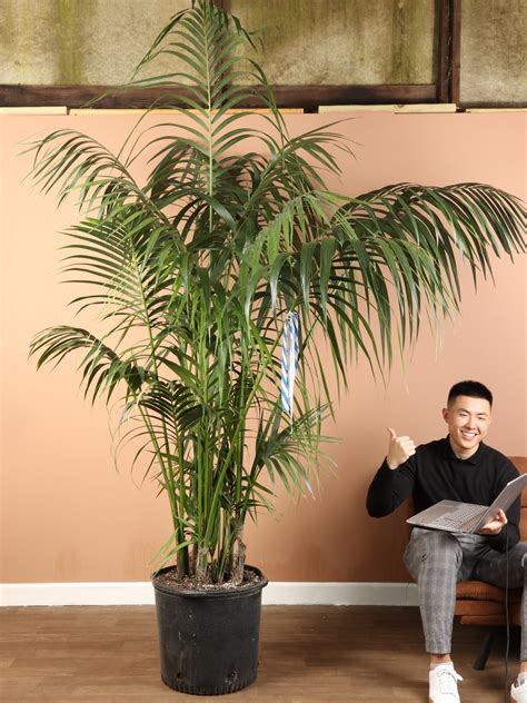 Kentia Palm