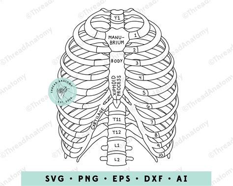 Human Ribs Diagram