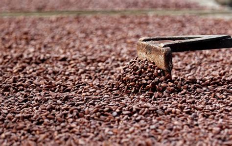 Día Mundial del Cacao en Ecuador se espera que efectos de El Niño no