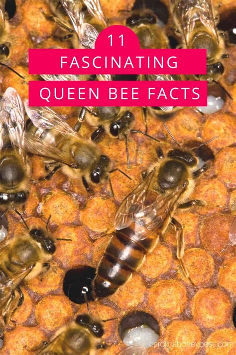 Amazing Queen Bee Facts Carolina Honeybees