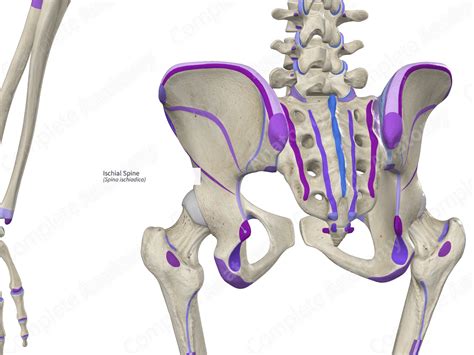 Ischial Spine | Complete Anatomy