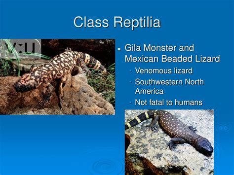 Ppt Class Reptilia Powerpoint Presentation Free Download Id1799618
