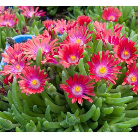 Купить Делосперма Сандэлла Рэд. Цена за саженец.