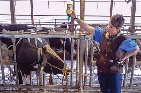 alasan sapi lumpuh setelah melahirkan mitravet