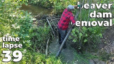 Not So Large Beaver Dam Manual Beaver Dam Removal No 39 Time Lapse