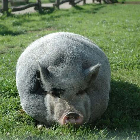 Domestic Pig - Facts, Diet, Habitat & Pictures on Animalia.bio