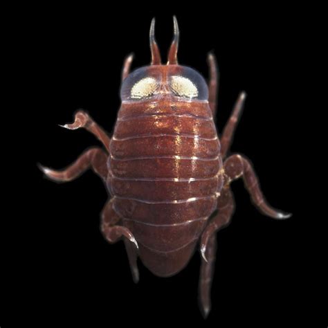 Amphipod Photograph By Alexander Semenov Fine Art America