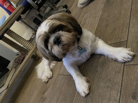 Shih Tzu Full Grown Size