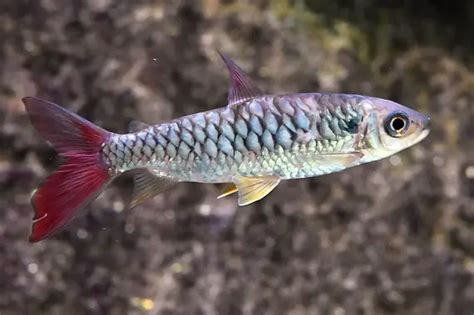 Pink Tail Chalceus Chalceus Macrolepidotus Fish Profile And Care Guide