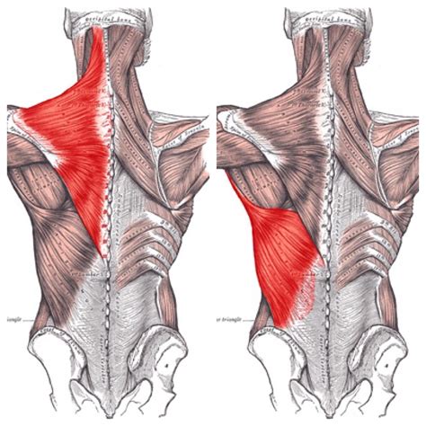 What Are Traps And Lats at Phillip Hayes blog