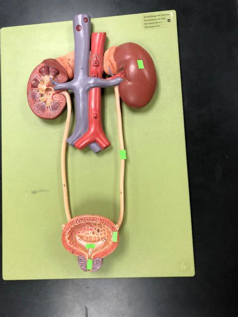 Urinary 6 Diagram Quizlet