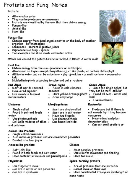 Protists And Fungi Note 2013 Protists And Fungi Notes Protists All