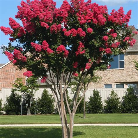 crepe myrtle tree diseases 1
