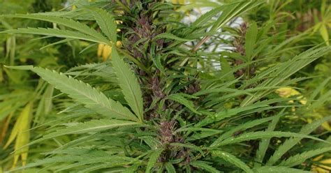 Hanf Cannabis sativa Beschreibung Steckbrief Systematik