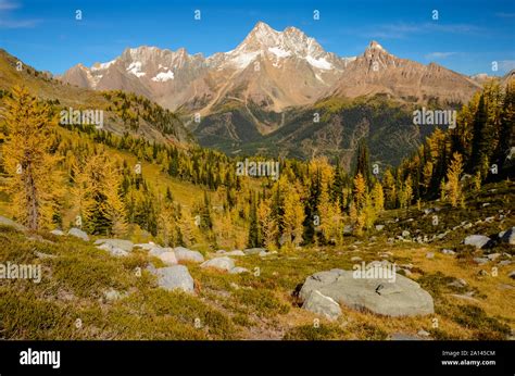 Golden Larch in fall, Jumbo Pass in the Purcell Mountains, British
