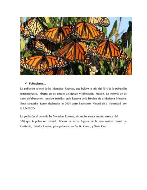 Mariposas Monarcas PDF