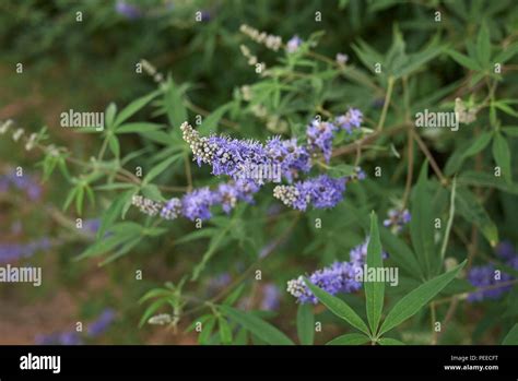 Vitex Agnus Castus Spring Hi Res Stock Photography And Images Alamy