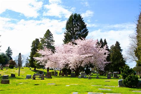 Trees & Cemetery Features - Lake View Cemetery