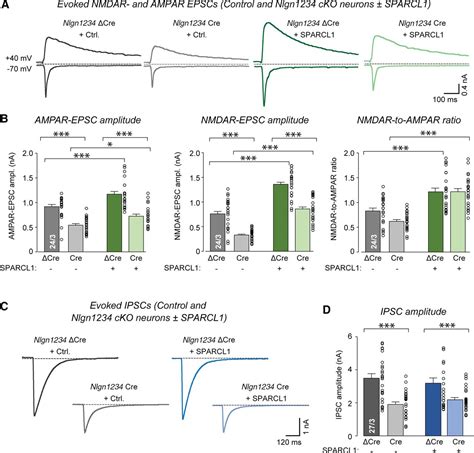 Sparcl1 Promotes Excitatory But Not Inhibitory Synapse Formation And Function Independent Of