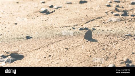 stone stuck   sand   beach   sea stock photo alamy
