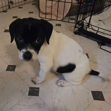 Adopt Molly Today - Find Paw Pal