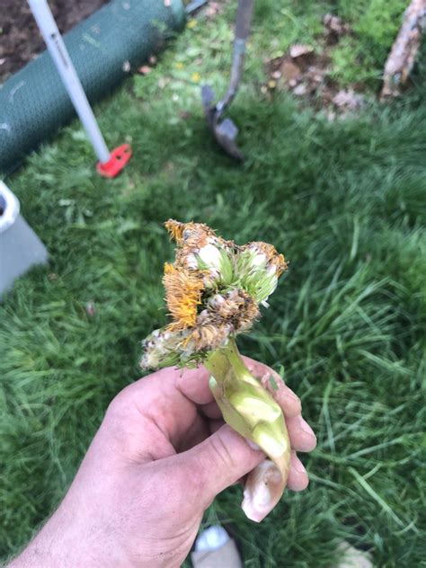 Mutant Conjoined Dandelion Rabsoluteunits