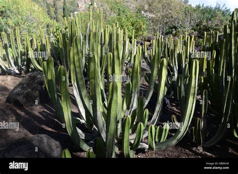 Euphorbia Canariensis Stock Photo Alamy