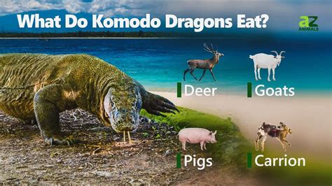 What Do Komodo Dragons Eat? - A-Z Animals