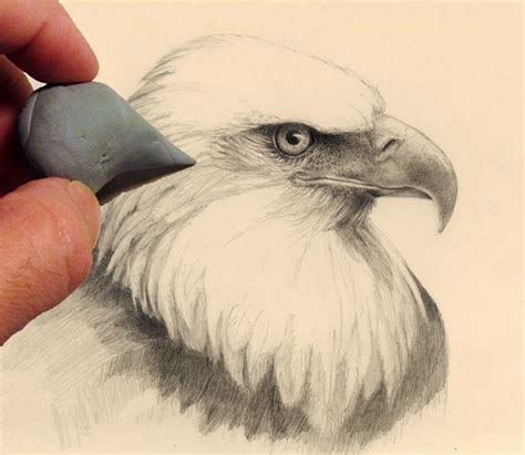 Simple Bald Eagle Drawing at PaintingValley.com | Explore collection of