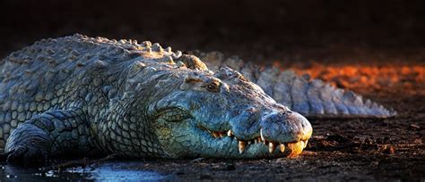Nile Crocodile (Crocodylus niloticus) | about animals
