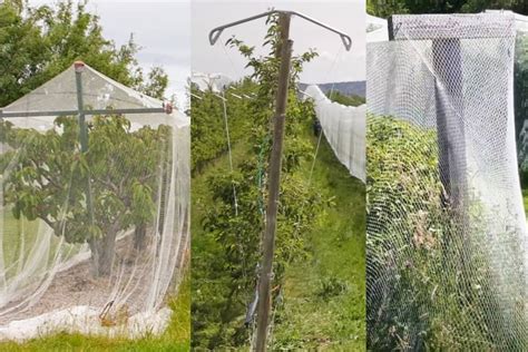 How To Choose Bird Nets For Your Vineyards Insonshade