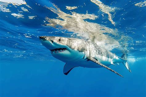 Decoding the Mysterious Movements of South Africa's Great White Sharks
