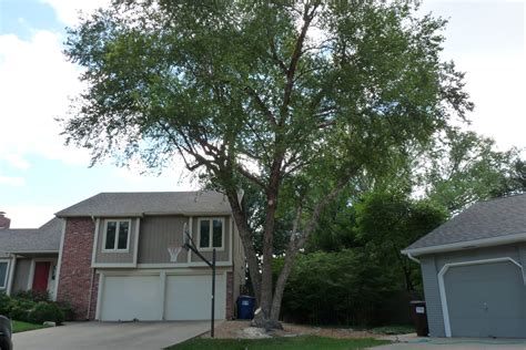 River Birch Trimming Forest Keepers Tree Care