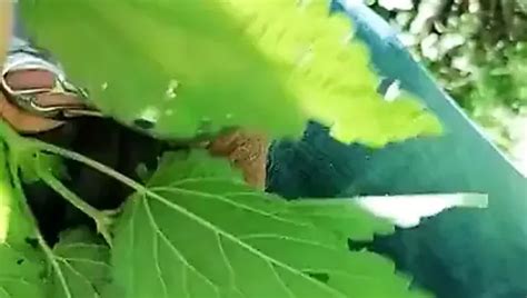 Nettle Day Free Gay Nettle Hd Porn Video Xhamster