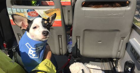 C Mo Es Un Viaje En El Primer Bus Tur Stico Para Perros De Am Rica Latina Infobae