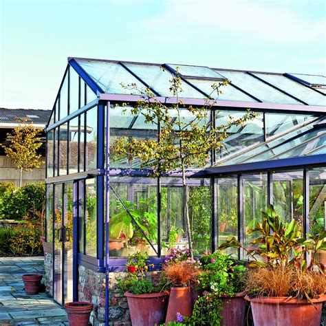 How to get rid of glasshouse whitefly – the major…
