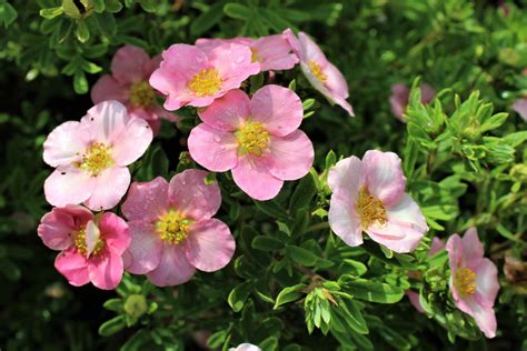 Лапчатка кустарниковая Пинк Бьюти "Pink Beauty"