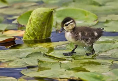 A Baby Wood Duck Walking On Lily Pads Aww