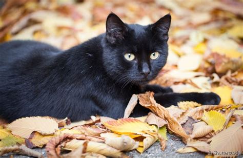 10 Motivos Para Adotar Um Gatinho Preto